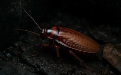 The Turkestan Cockroach: Identification, Invasion, and Control