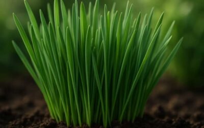 Exploring Lyposingrass: Benefits, Uses, and the New Frontier in Health