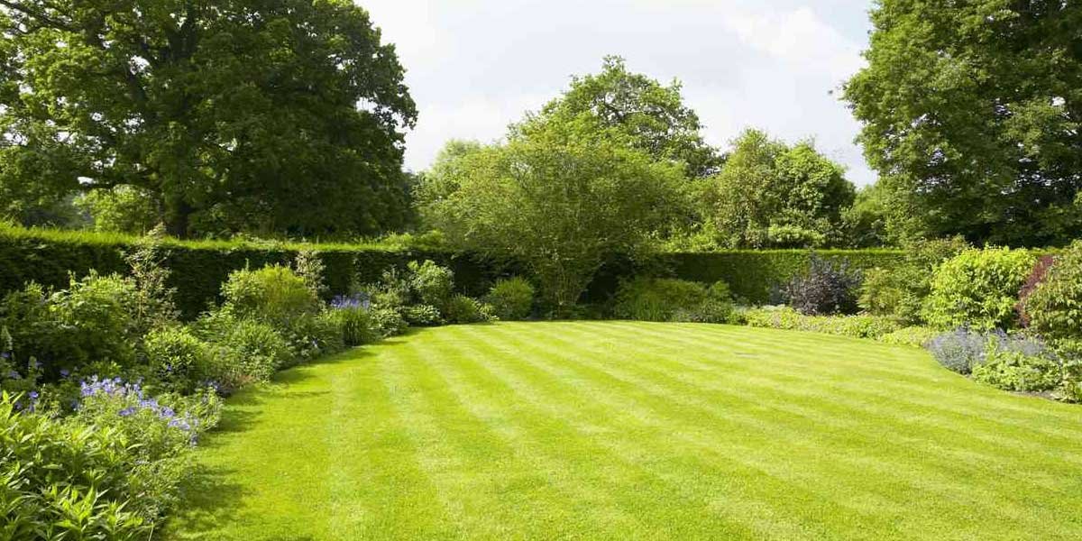 Professional-Tips-for-Maintaining-a-Lush-and-Healthy-Lawn