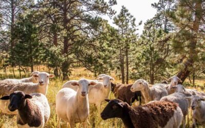 Why Choosing Indigenous Grazers is the Ultimate Leverage for Nutrient-Dense, Restorative Eating