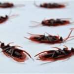how-to-get-rid-of-roaches-in-an-apartment-complex-1