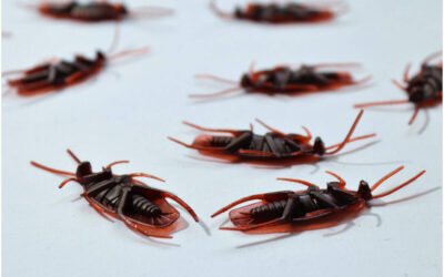 How to Get Rid of Roaches in an Apartment Complex Without Losing Your Mind