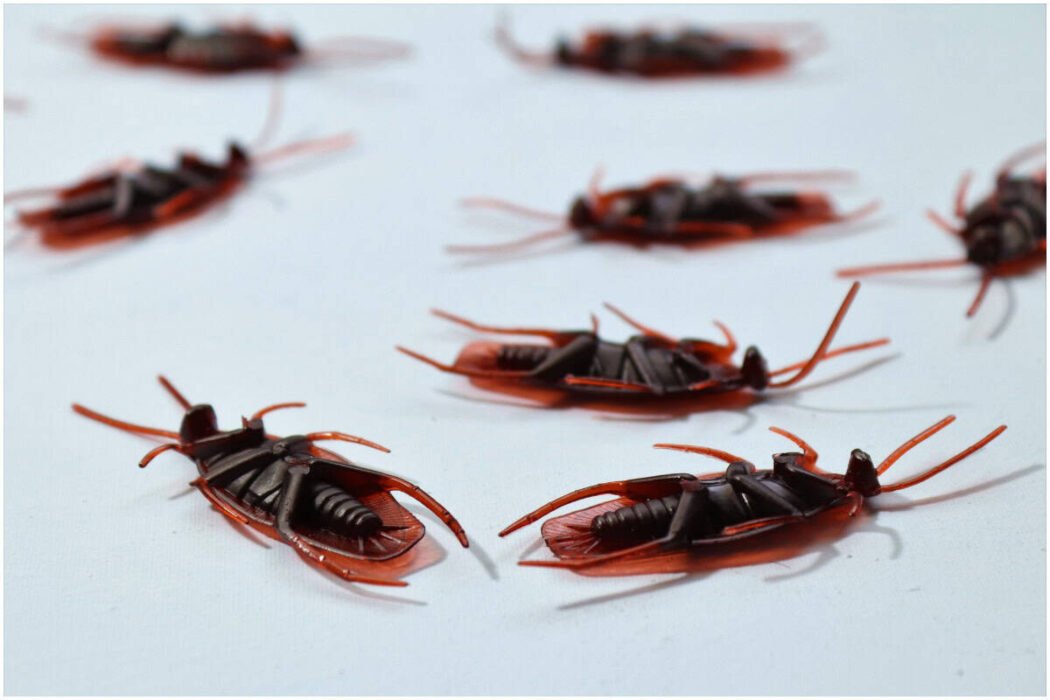 how-to-get-rid-of-roaches-in-an-apartment-complex-1