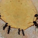 how-to-get-rid-of-sugar-ants-in-the-kitchen-bait-t-1