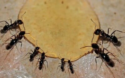 How to Get Rid of Sugar Ants in the Kitchen: Bait Their Sweet Tooth