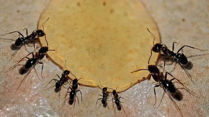 how-to-get-rid-of-sugar-ants-in-the-kitchen-bait-t-1