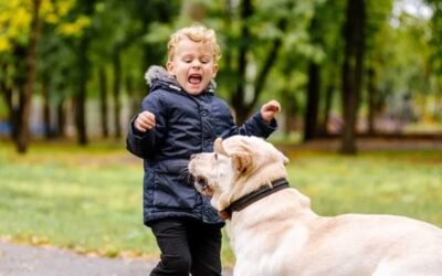 Navigating the Legal Aftermath When a Dog Attacks a Child
