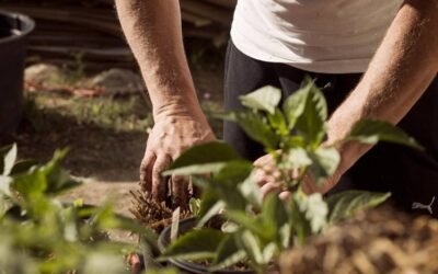 Grass Seed Selection Made Simple: Matching Varieties to Sun, Shade, and Soil