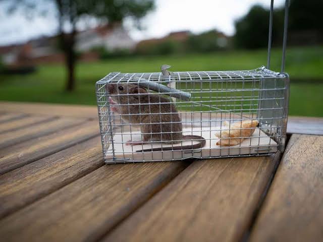 how-to-get-rid-of-rodents-trap-first-then-seal-the-1