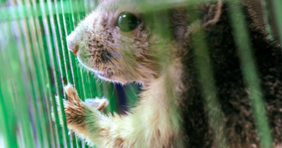 humane-wildlife-removal-methods-evict-dont-kill-or-1