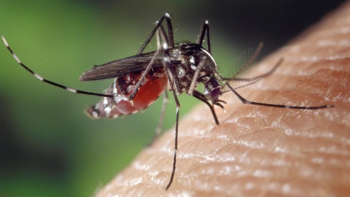 mosquitoes-how-to-get-rid-of-them-start-with-their-1