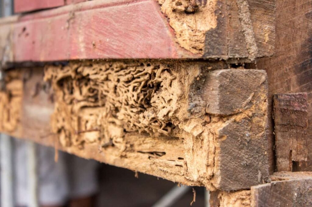 termites-how-to-get-rid-of-them-a-realistic-guide-1