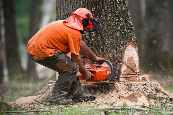 tree-removal-best-price-how-much-it-really-costs-1
