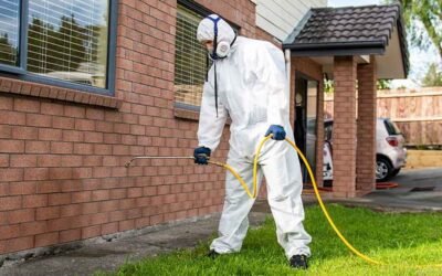 Ants Treatment: When DIY Works and When to Hire Help
