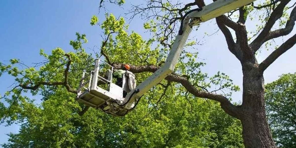 DIY-vs-Professional-Tree-Removal