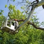 DIY-vs-Professional-Tree-Removal