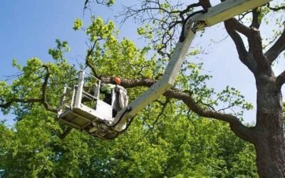 DIY vs Professional Tree Removal: When to Stop and Call