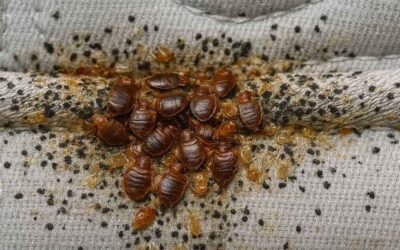 Getting Rid of Bed Bugs: Preparation, Steps, Checkpoints