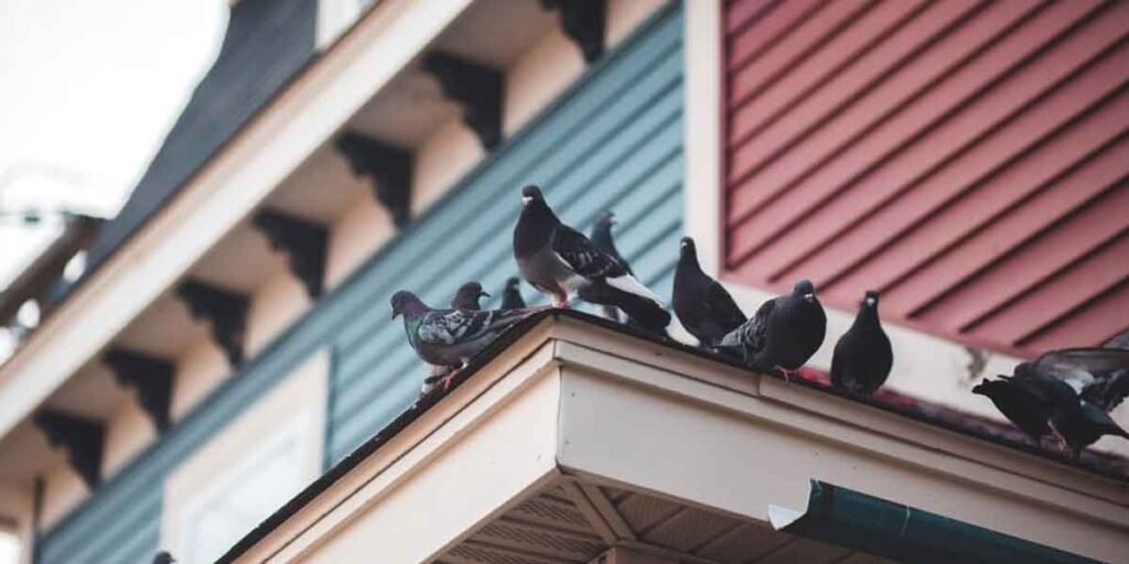 How-to-Keep-Wildlife-Out-of-Your-House