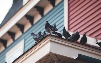 How to Keep Wildlife Out of Your House: A Prevention Plan