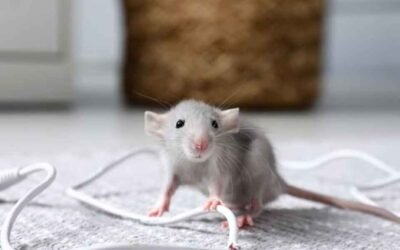 Rodents Treatment Cost: What the Estimate Is Built From