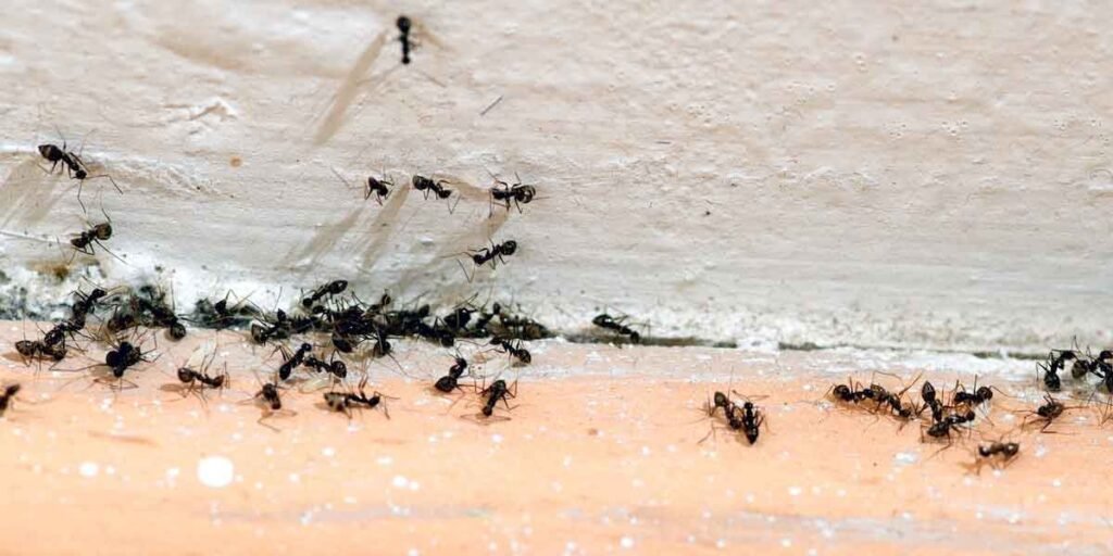 Signs-of-Ants-in-the-House