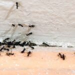 Signs-of-Ants-in-the-House