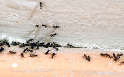 Signs of Ants in the House: What Each Clue Tells You
