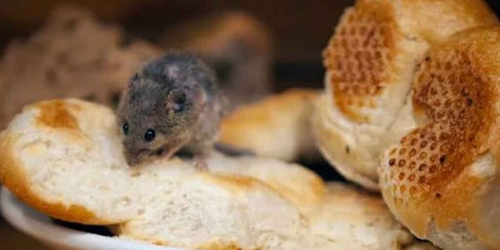 What-Attracts-Rodents-to-a-Home