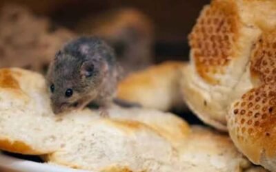What Attracts Rodents to a Home: Food, Water, and a Way In