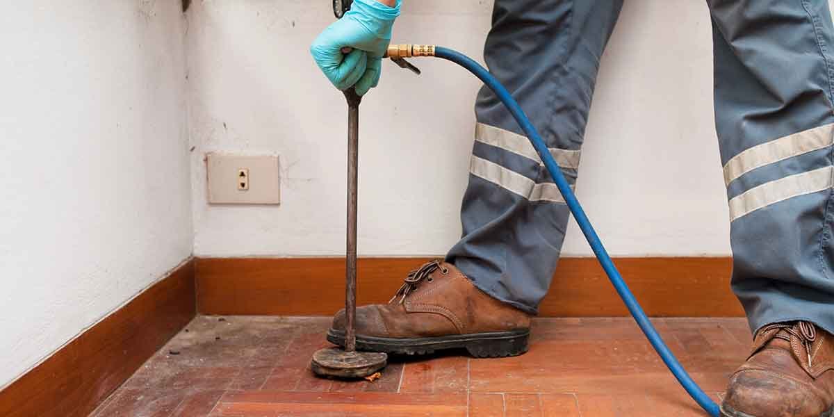 What-Termites-Cost-to-Remove