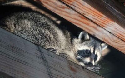 Wildlife Removal in the Attic: What the Work Really Takes