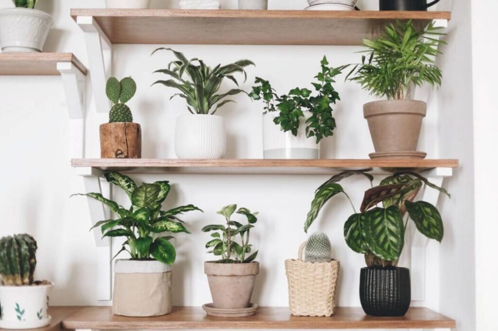 best-plants-for-small-apartments-1