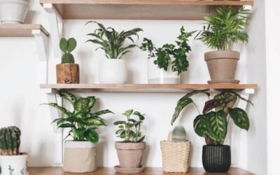 Best Plants for Small Apartments